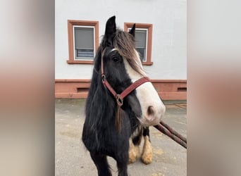 Welsh-B, Hengst, 3 Jaar, 130 cm, Zwart