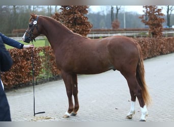 Welsh-B, Hengst, 3 Jaar, 132 cm, Vos