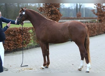 Welsh-B, Hengst, 3 Jaar, 132 cm, Vos