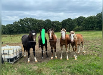 Welsh-B, Hengst, 3 Jahre, 130 cm