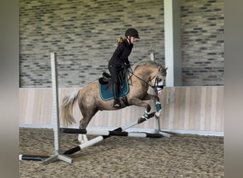 Welsh-B, Hengst, 3 Jahre, 132 cm, Palomino