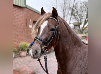 Welsh-B, Hengst, 3 Jahre, 137 cm, Fuchs