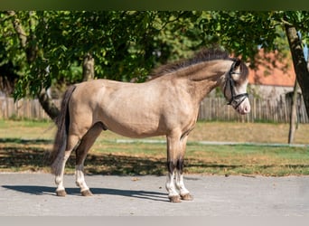 Welsh-B, Hengst, 4 Jaar, 113 cm, Falbe