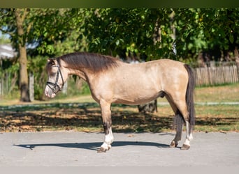 Welsh-B, Hengst, 4 Jaar, 113 cm, Falbe