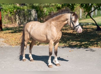 Welsh-B, Hengst, 4 Jaar, 113 cm, Falbe