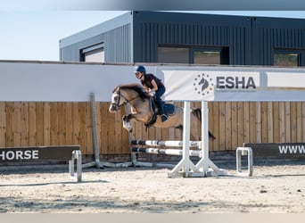 Welsh-B, Hengst, 4 Jaar, 113 cm, Falbe