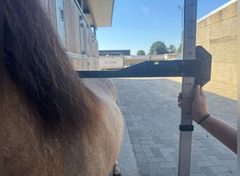 Welsh-B, Hengst, 4 Jaar, 113 cm, Falbe