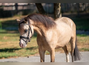 Welsh-B, Hengst, 4 Jaar, 113 cm, Falbe