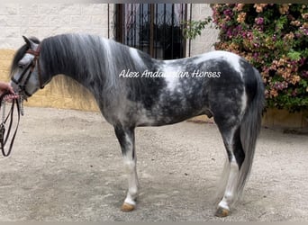 Welsh-B, Hengst, 4 Jaar, 113 cm, Gevlekt-paard