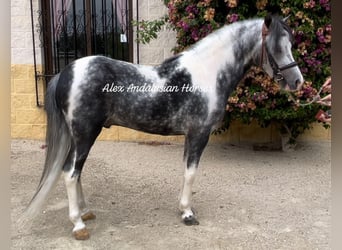 Welsh-B, Hengst, 4 Jaar, 113 cm, Gevlekt-paard