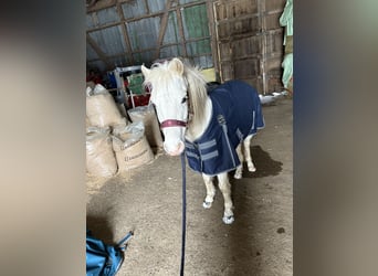 Welsh-B Mix, Hengst, 4 Jaar, 120 cm, Wit