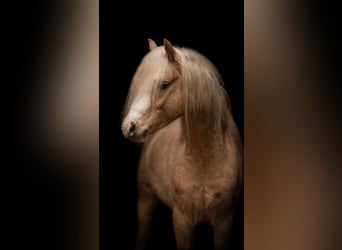 Welsh-B, Hengst, 4 Jaar, 129 cm, Palomino