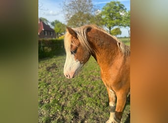 Welsh-B, Hengst, 4 Jaar, 130 cm