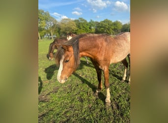 Welsh-B, Hengst, 4 Jaar, 130 cm