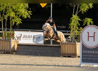 Welsh-B, Hengst, 4 Jaar, 135 cm, Palomino