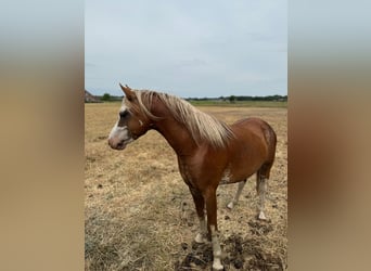 Welsh-B, Hengst, 4 Jahre, 130 cm