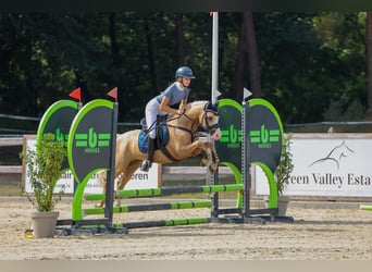 Welsh-B, Hengst, 4 Jahre, 135 cm, Palomino