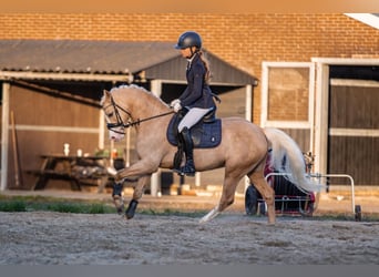 Welsh-B, Hengst, 4 Jahre, 135 cm, Palomino