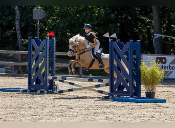 Welsh-B, Hengst, 4 Jahre, 135 cm, Palomino