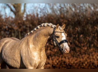 Welsh-B, Hengst, 4 Jahre, 135 cm, Palomino