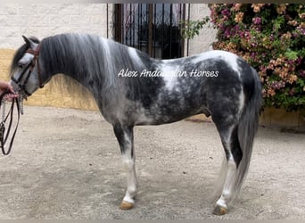 Welsh-B, Hengst, 5 Jaar, 113 cm, Gevlekt-paard