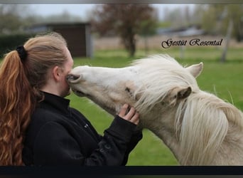 Welsh-B, Hengst, 5 Jaar, 129 cm, Palomino