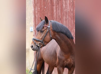 Welsh-B, Hengst, 5 Jaar, 136 cm, Donkerbruin