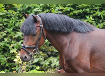 Welsh-B, Hengst, 5 Jaar, 136 cm, Donkerbruin