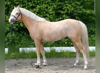 Welsh-B, Hengst, 5 Jahre, 129 cm, Palomino