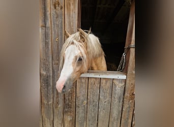 Welsh-B, Hengst, 5 Jahre, 129 cm, Palomino