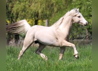 Welsh-B, Hengst, 5 Jahre, 129 cm