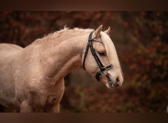 Welsh-B, Hengst, 5 Jahre, 129 cm