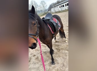 Welsh-B, Hengst, 6 Jahre, 130 cm, Brauner