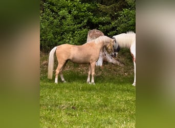 Welsh-B, Hengst, 6 Jahre, 130 cm, Palomino