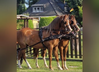 Welsh-B, Hengst, 7 Jahre, 139 cm, Fuchs