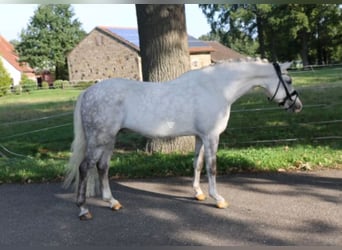 Welsh-B, Hengst, 8 Jahre, 141 cm, Schimmel