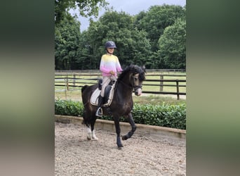 Welsh-B, Hengst, 9 Jahre, 144 cm, Buckskin