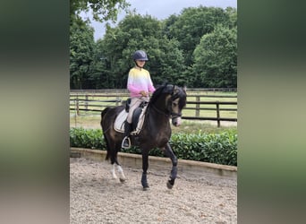 Welsh-B, Hengst, 9 Jahre, 144 cm, Buckskin