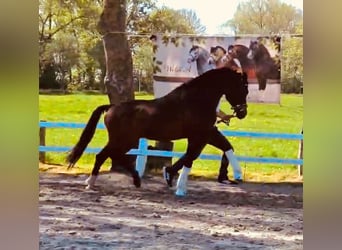 Welsh-B, Hengst, 21 Jahre, 147 cm, Brauner