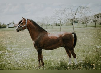 Welsh-B, Hengst, 12 Jahre, 132 cm, Dunkelfuchs