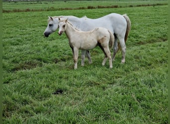 Welsh-B, Hengst, Fohlen (05/2025), 130 cm, Palomino