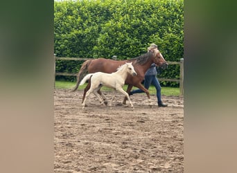 Welsh-B, Hengst, Fohlen (04/2026), 135 cm, Palomino
