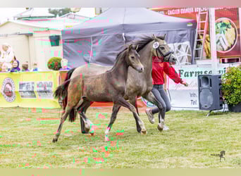 Welsh-B, Hengst, Fohlen (05/2025), Brauner