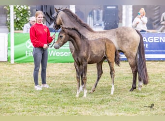 Welsh-B, Hengst, Fohlen (05/2025), Brauner