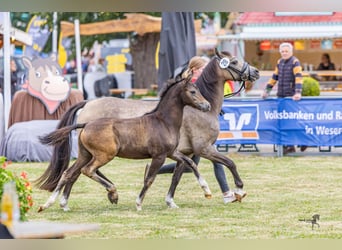 Welsh-B, Hengst, Fohlen (05/2025), Brauner