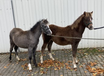 Welsh-B, Hengst, Fohlen (01/2023), Fuchs