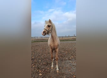 Welsh-B, Hengst, Fohlen (06/2025), Palomino