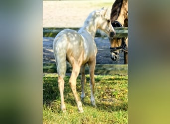 Welsh-B, Hengst, Fohlen (06/2025), Palomino