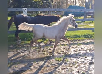 Welsh-B, Hengst, Fohlen (06/2025), Palomino