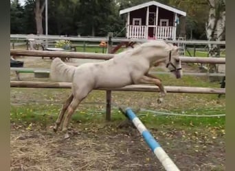 Welsh-B, Hengst, Fohlen (06/2025), Palomino